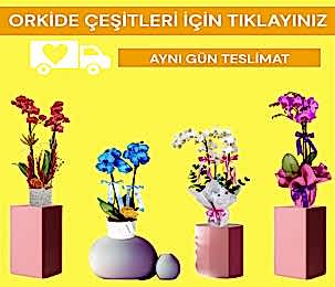 Orkide
