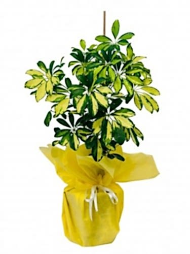 Schefflera Bitkisi