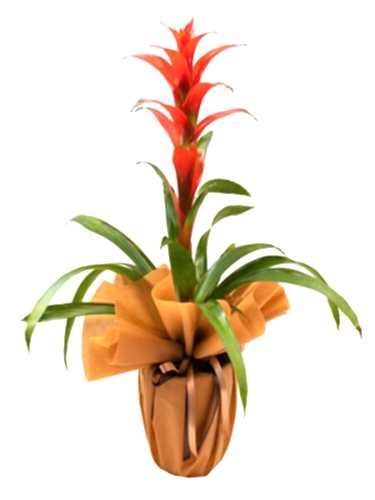 Guzmania Saksı Çiçeği
