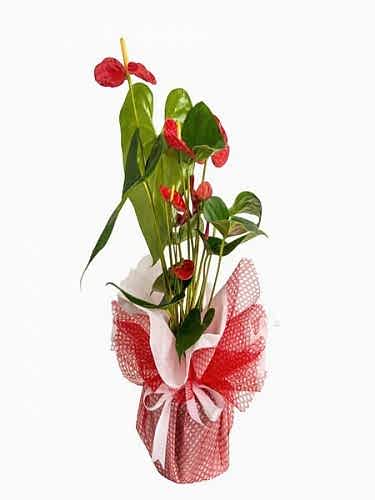 Red Flower