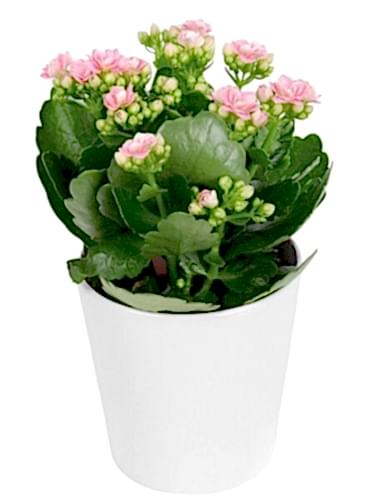 Seramikte Pembe Kalanchoe