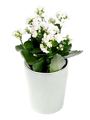 Seramikte Beyaz Kalanchoe